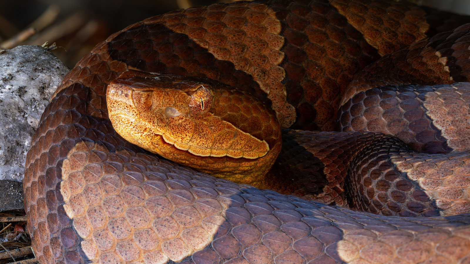 Eastern Copperhead coiled among leaf litter with hourglass bands visible