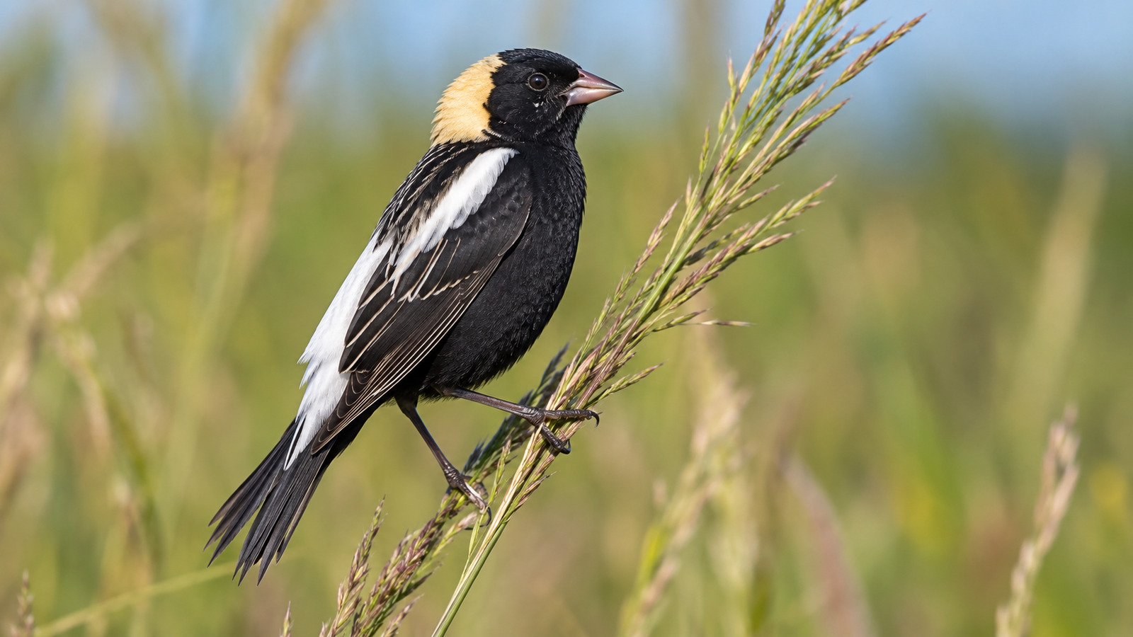 Male Bobolink in black, white, and straw-colored breeding plumage perched on Florida grass
