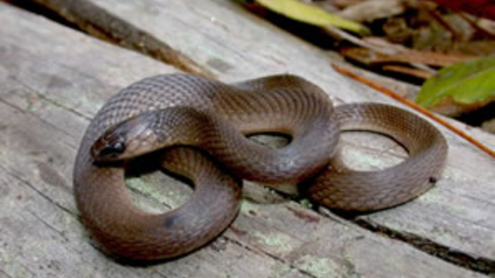 Coiled Rough Earthsnake resting on natural wood