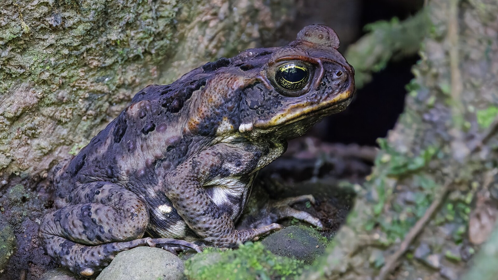 Cane Toad in its typical habitat