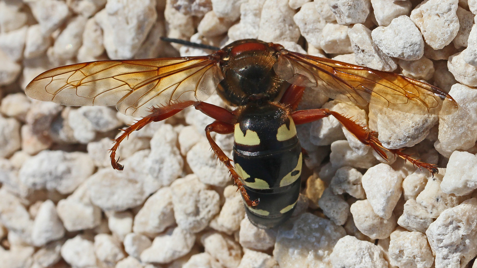 Eastern cicada killer wasp photographed from above in Florida, showing black abdomen with yellow markings and amber wings