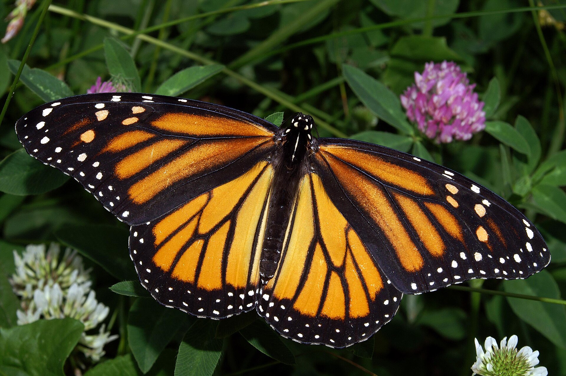 Butterflies and Moths