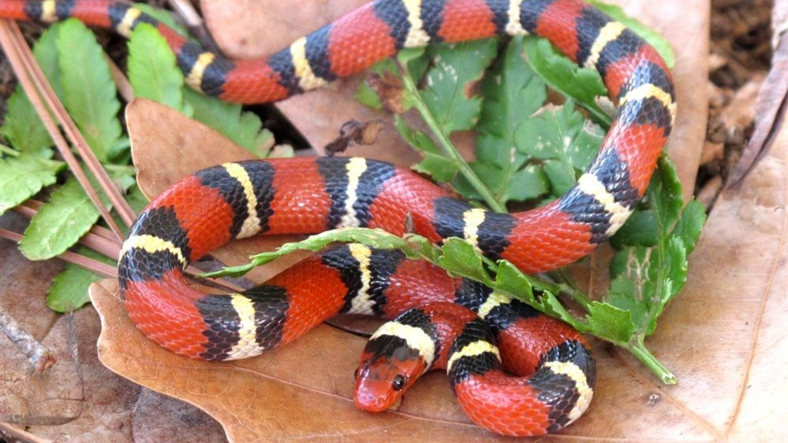 Reptile
