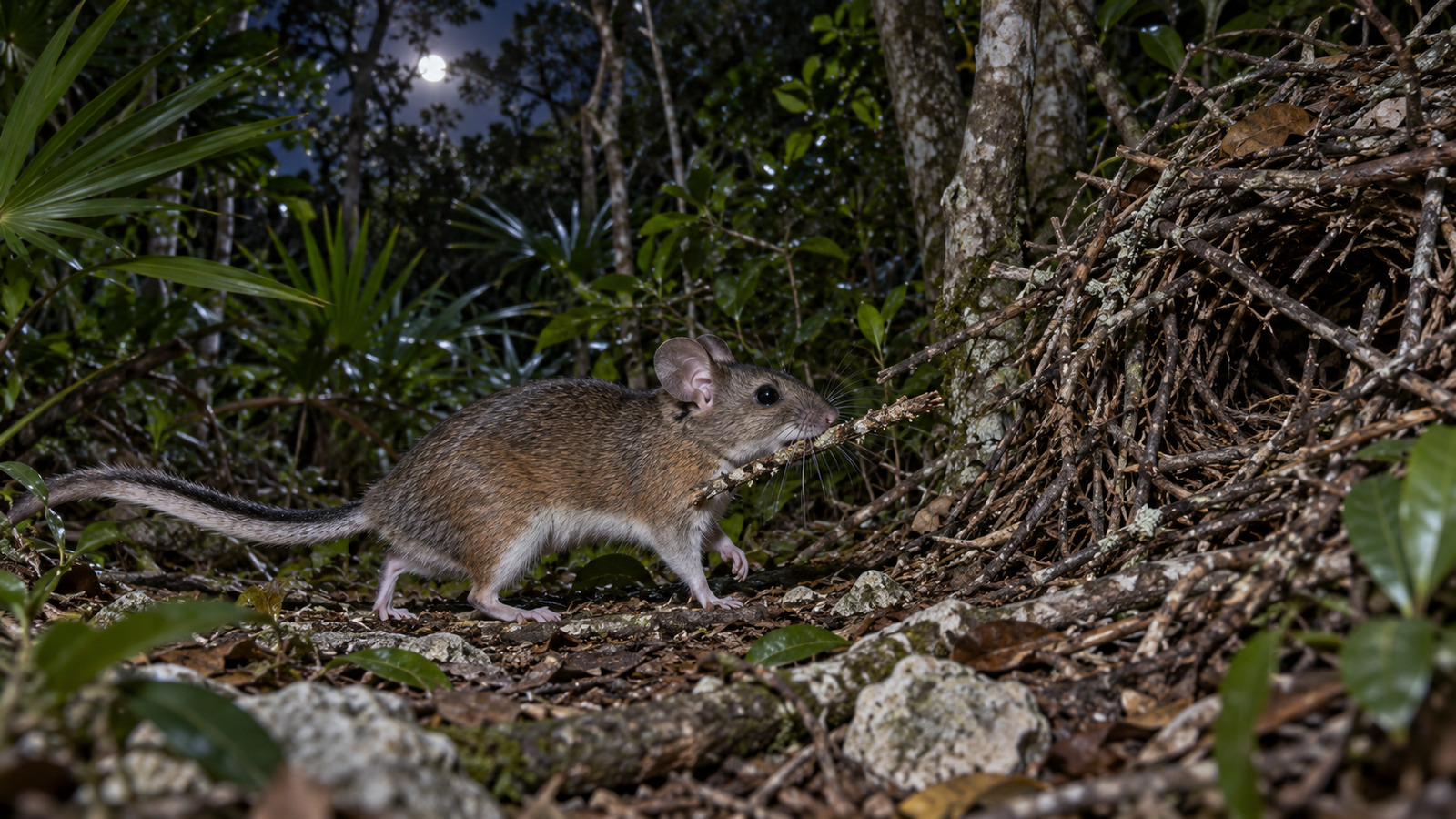 Key Largo Woodrat carrying a twig through dense tropical hardwood hammock at night