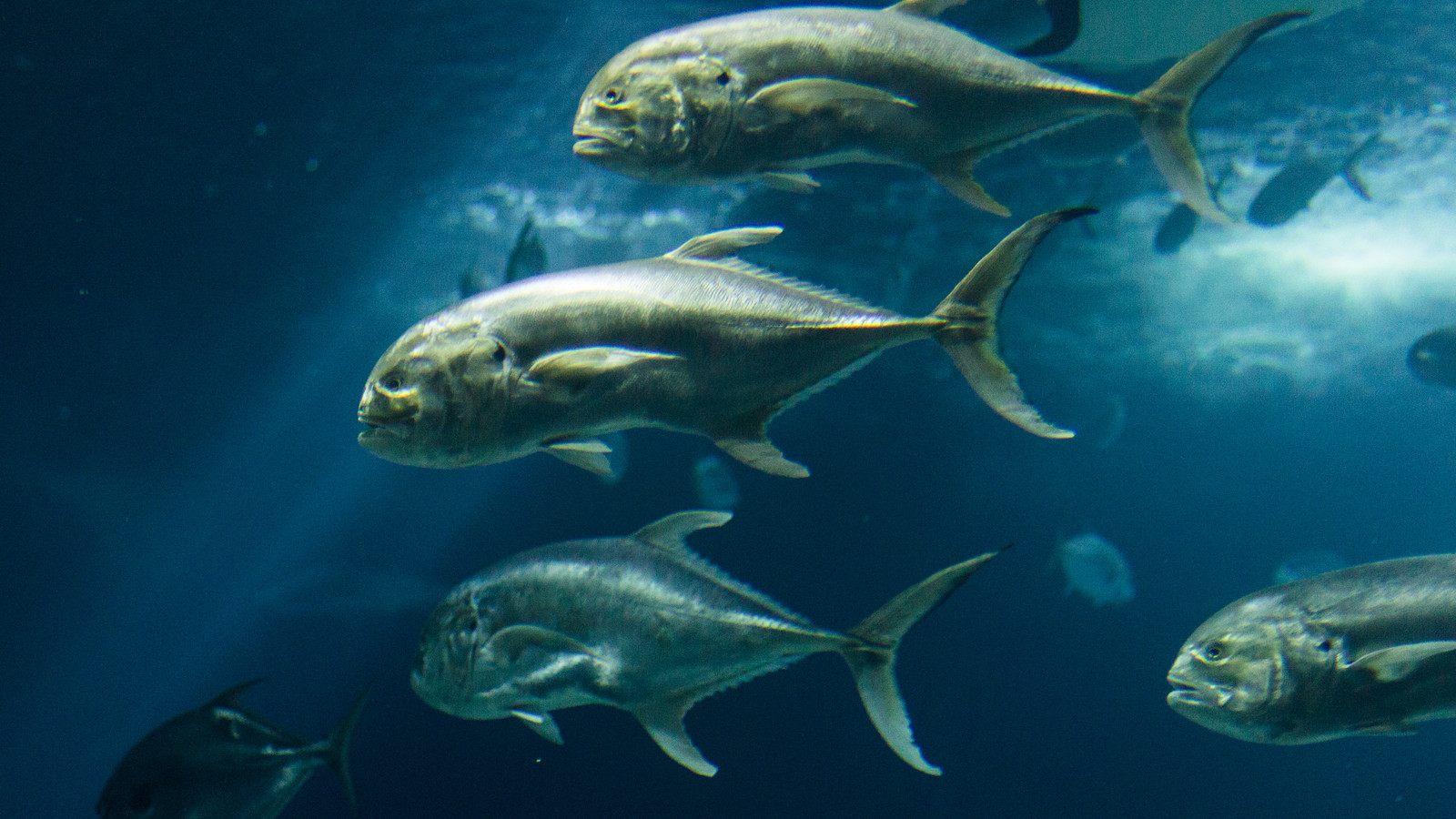 Detailed view of Crevalle Jack