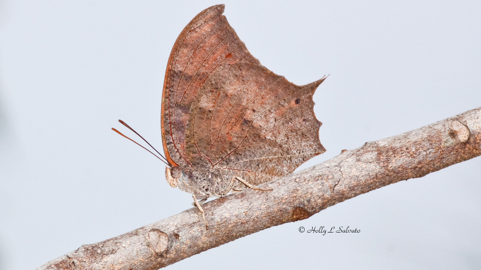 Insect