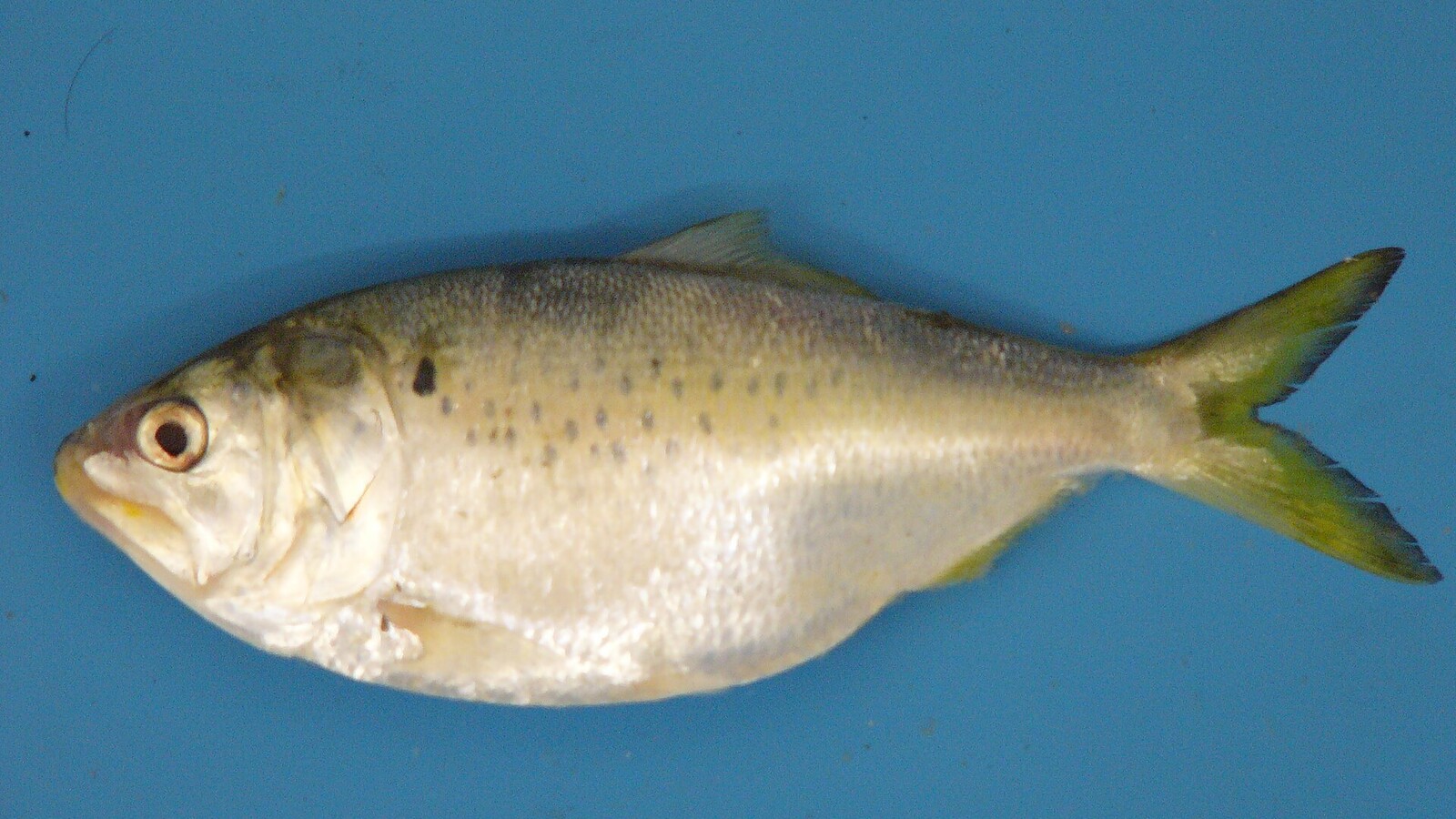 Fish