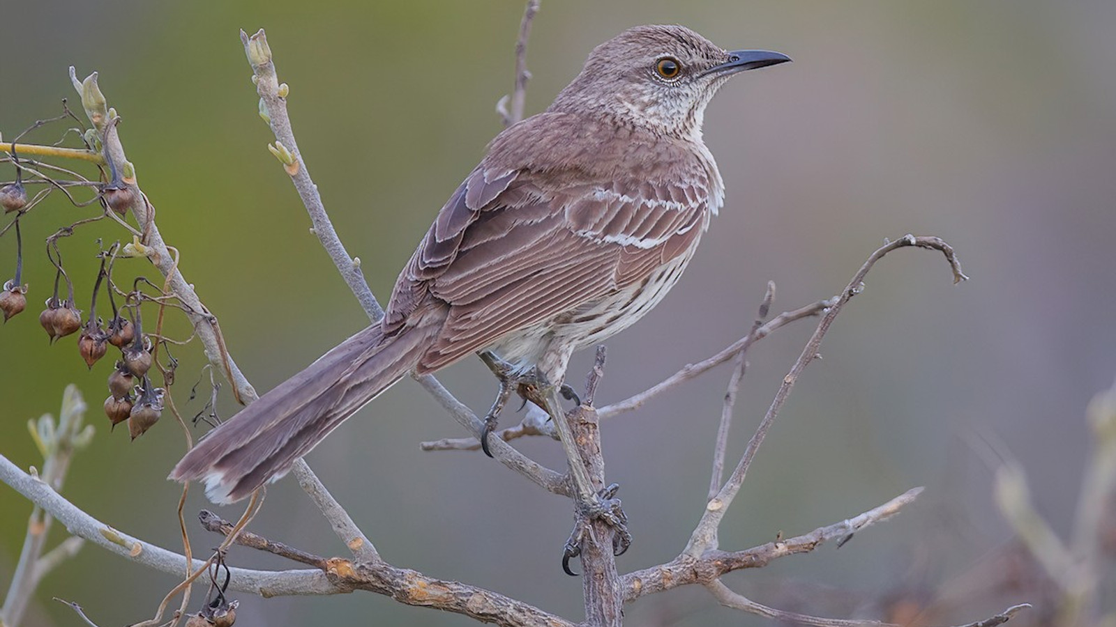 Bahama Mockingbird showing brown-gray plumage and long tail