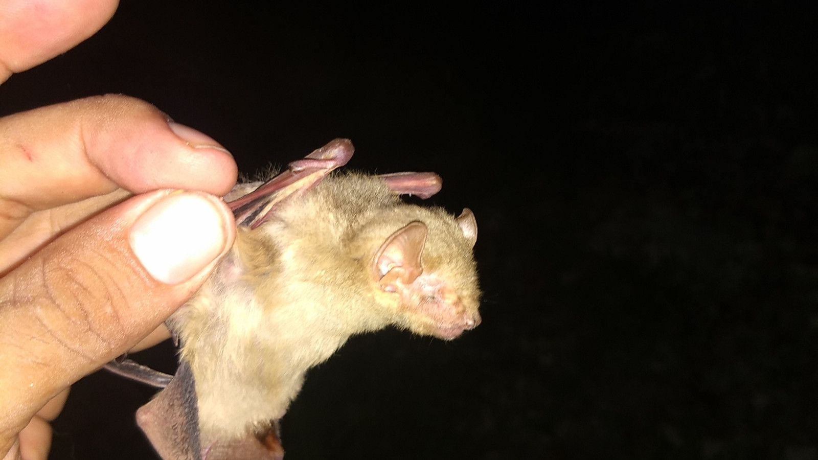 Close side view of a golden-furred Northern Yellow Bat