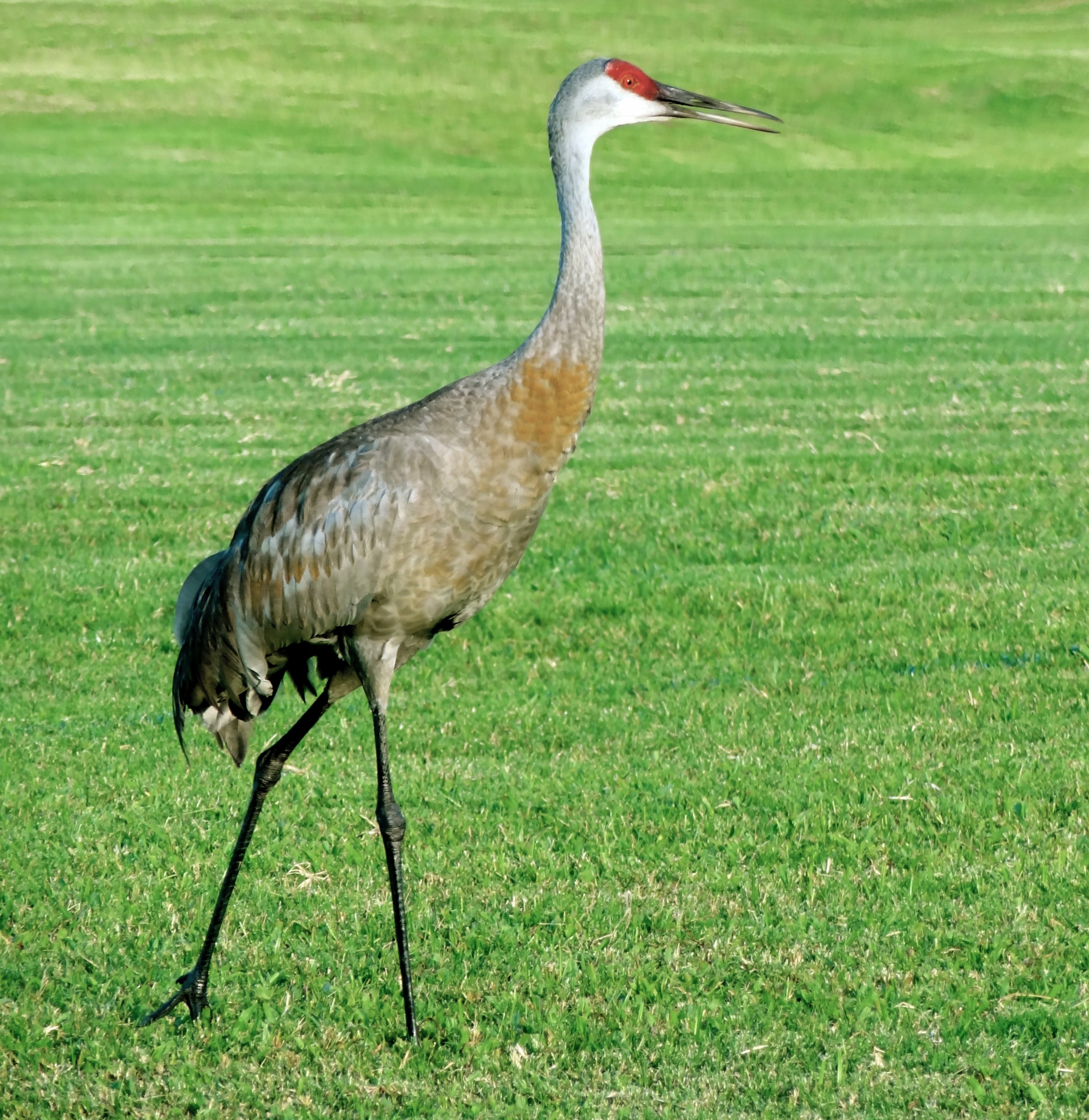 Bird