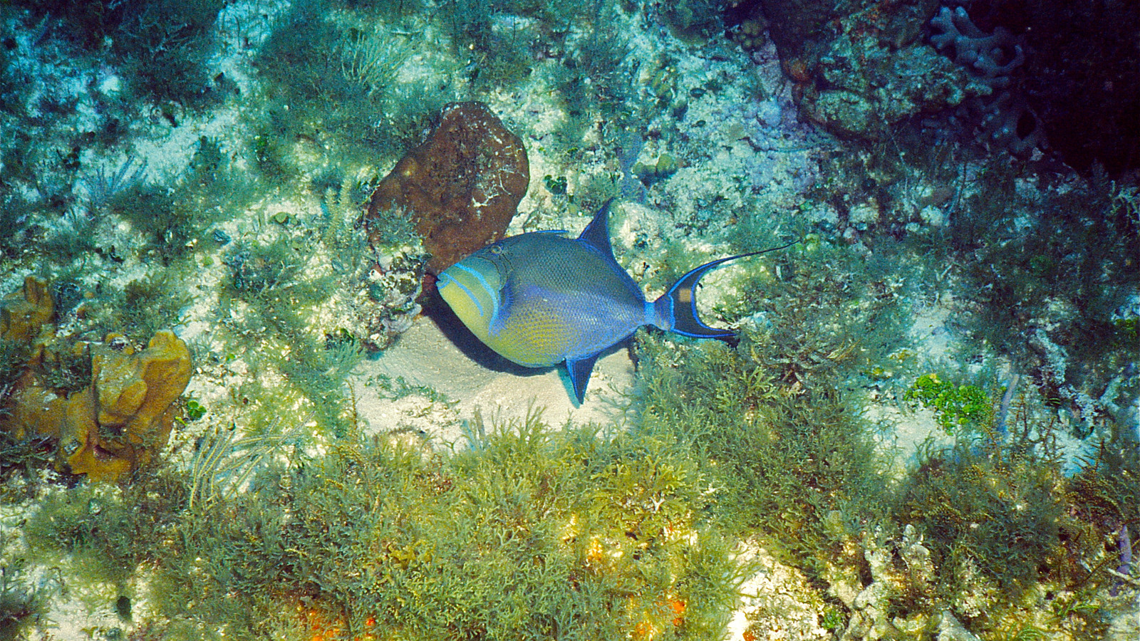 Queen triggerfish swimming above a Caribbean coral reef