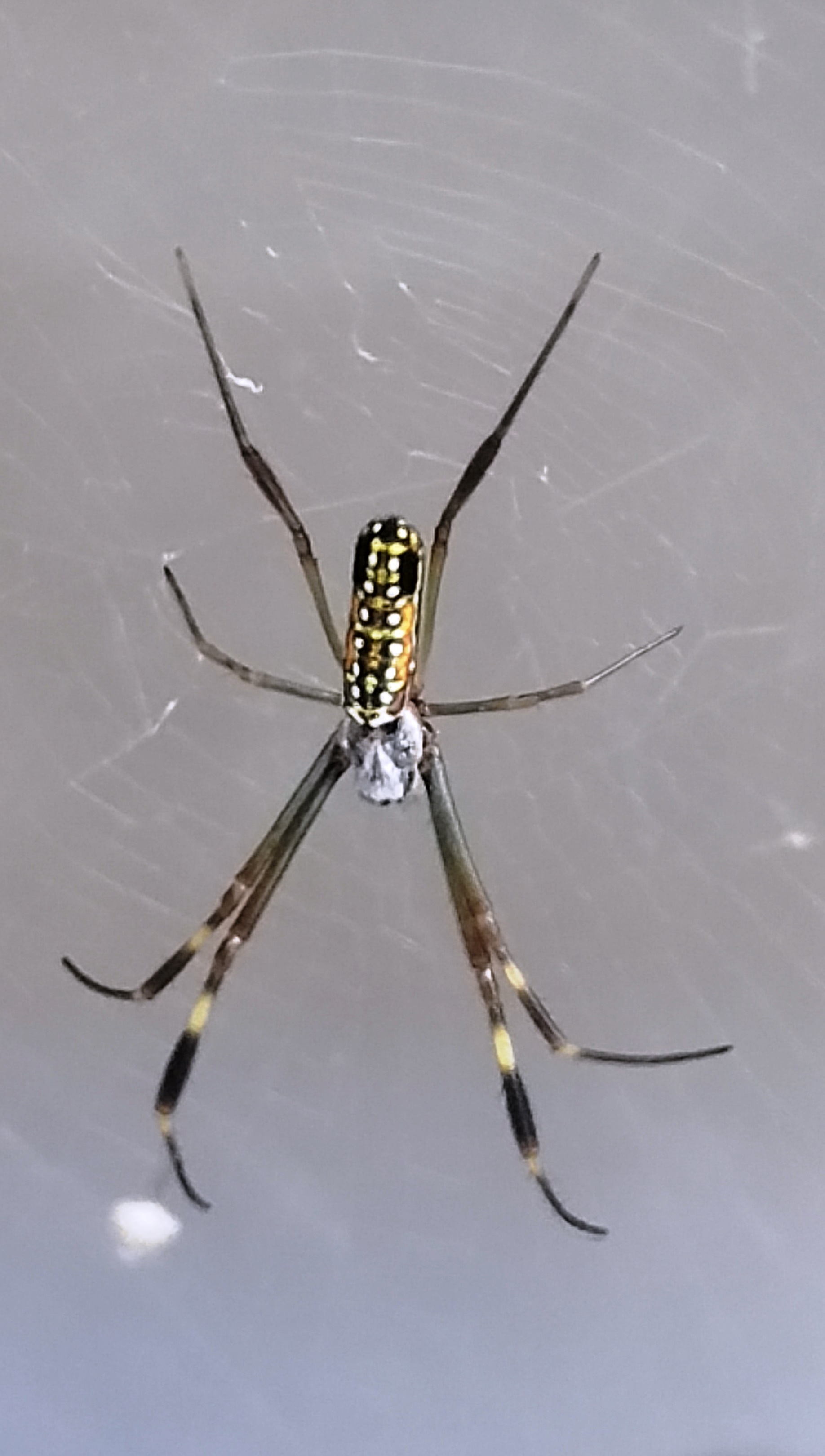 Spiders and Arachnids