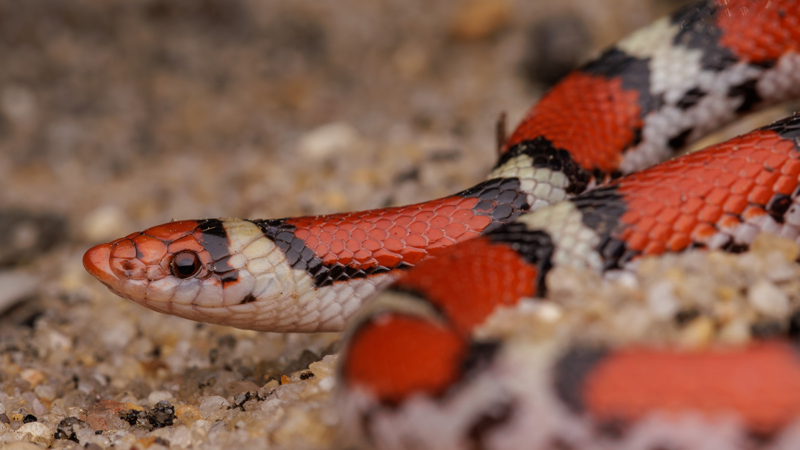 Close view of a scarletsnake's red head and red, black, and pale body bands on sandy ground