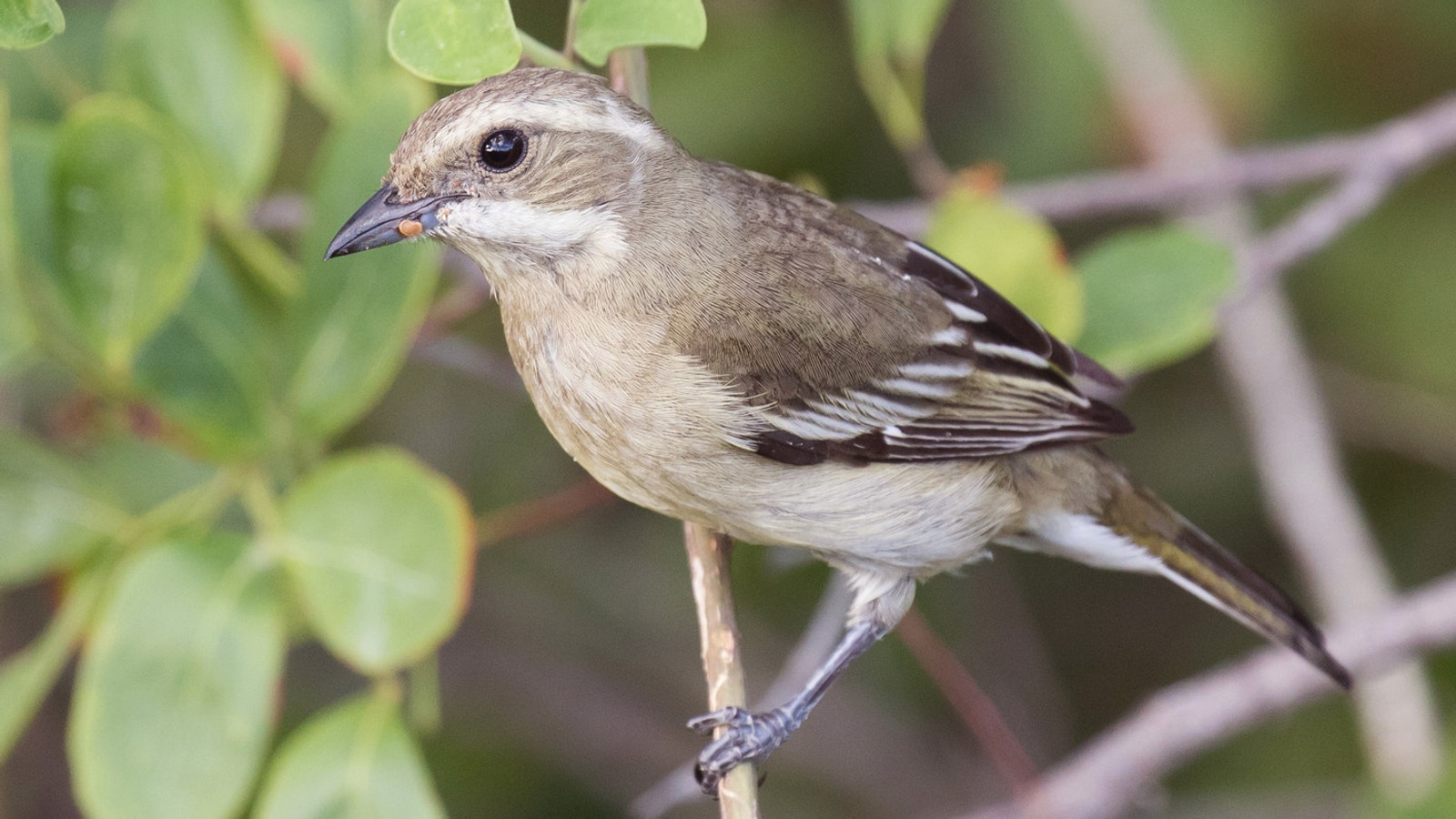 Female Western Spindalis among green foliage