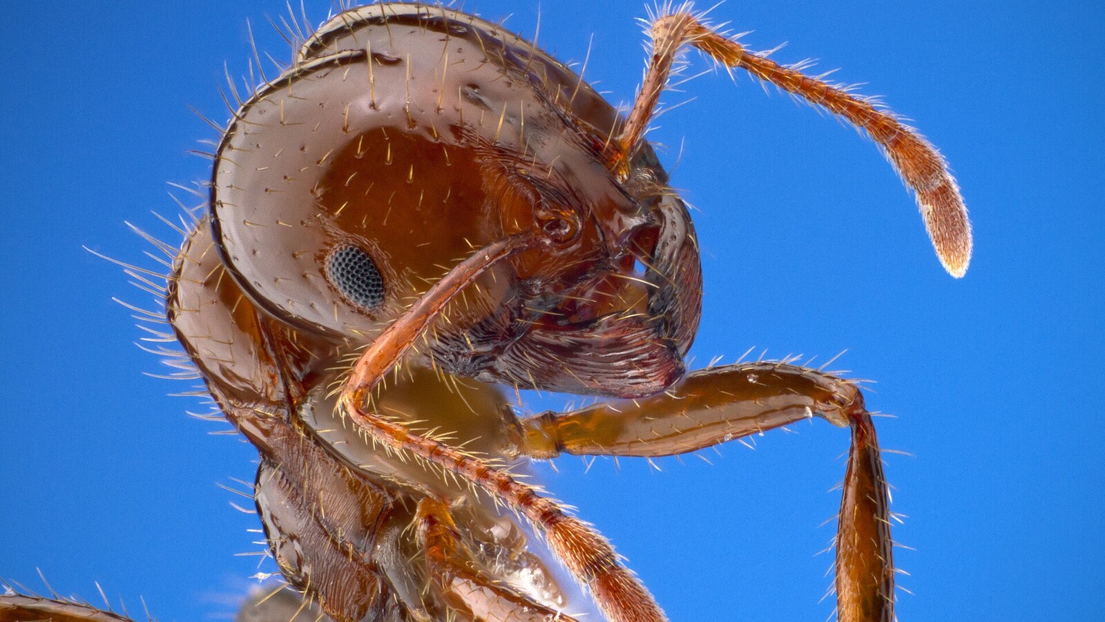Detailed view of Red Imported Fire Ant
