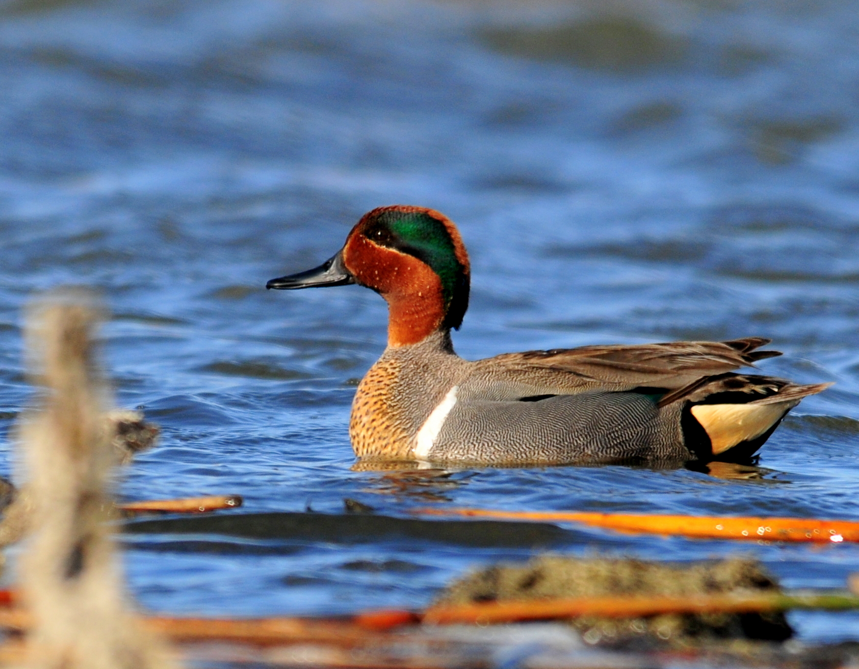 Green-Winged Teal showing compact body in shallow water