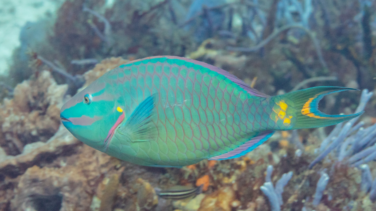 Terminal-phase stoplight parrotfish with green body and orange head markings on a coral reef