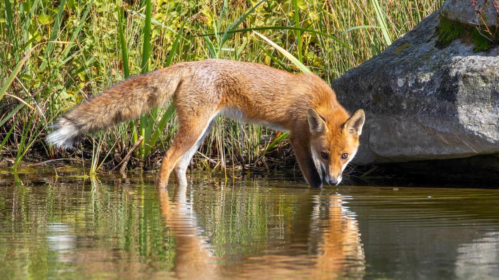 Red fox drinking at the edge of a pond