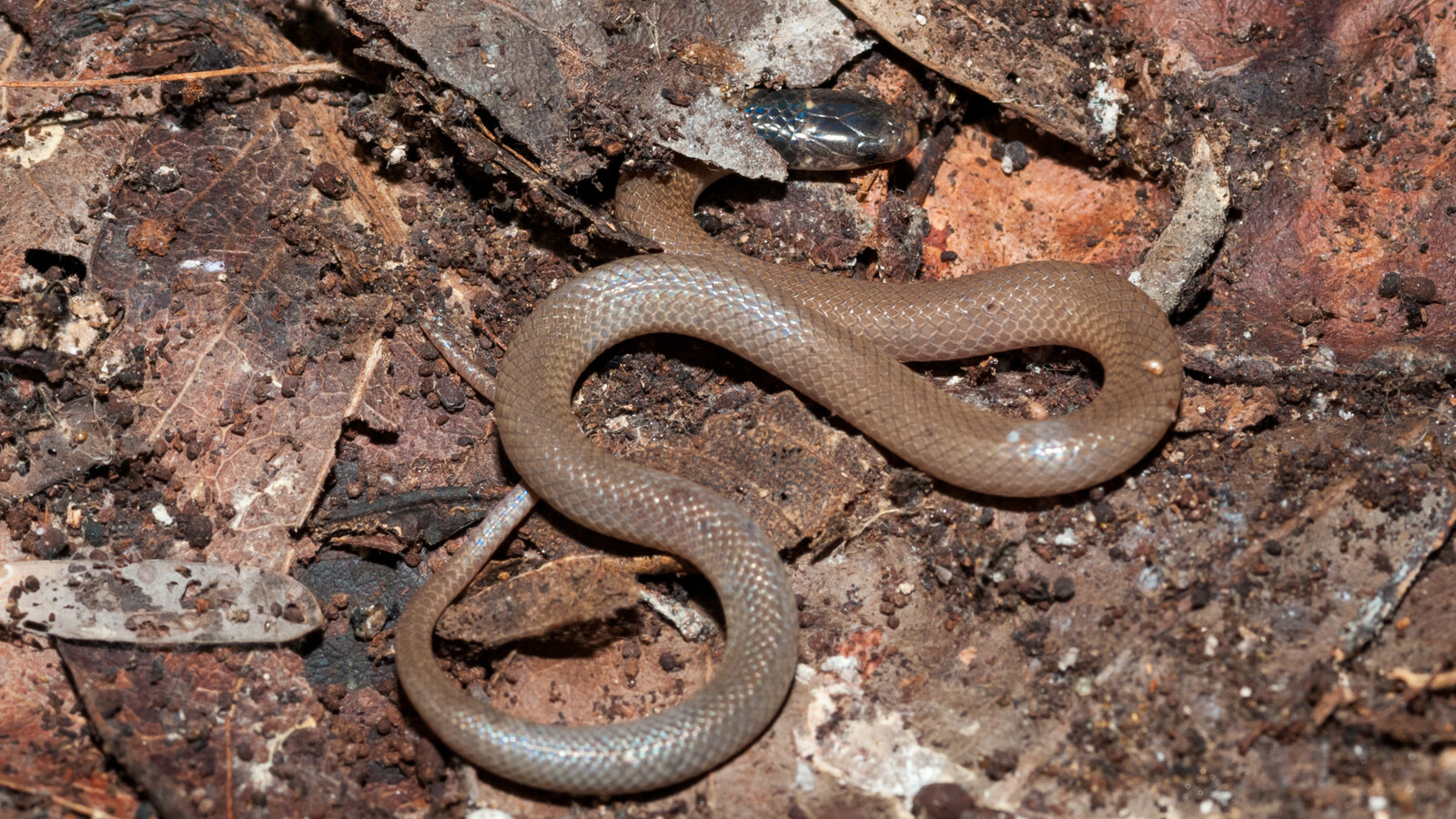 Small Rim Rock Crowned Snake showing a dark head and tan body