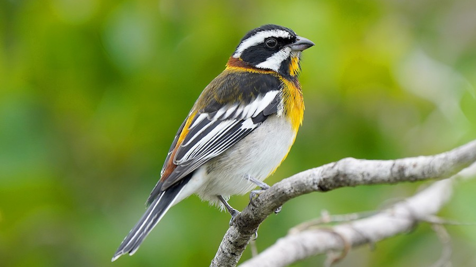Male Western Spindalis perched on a branch