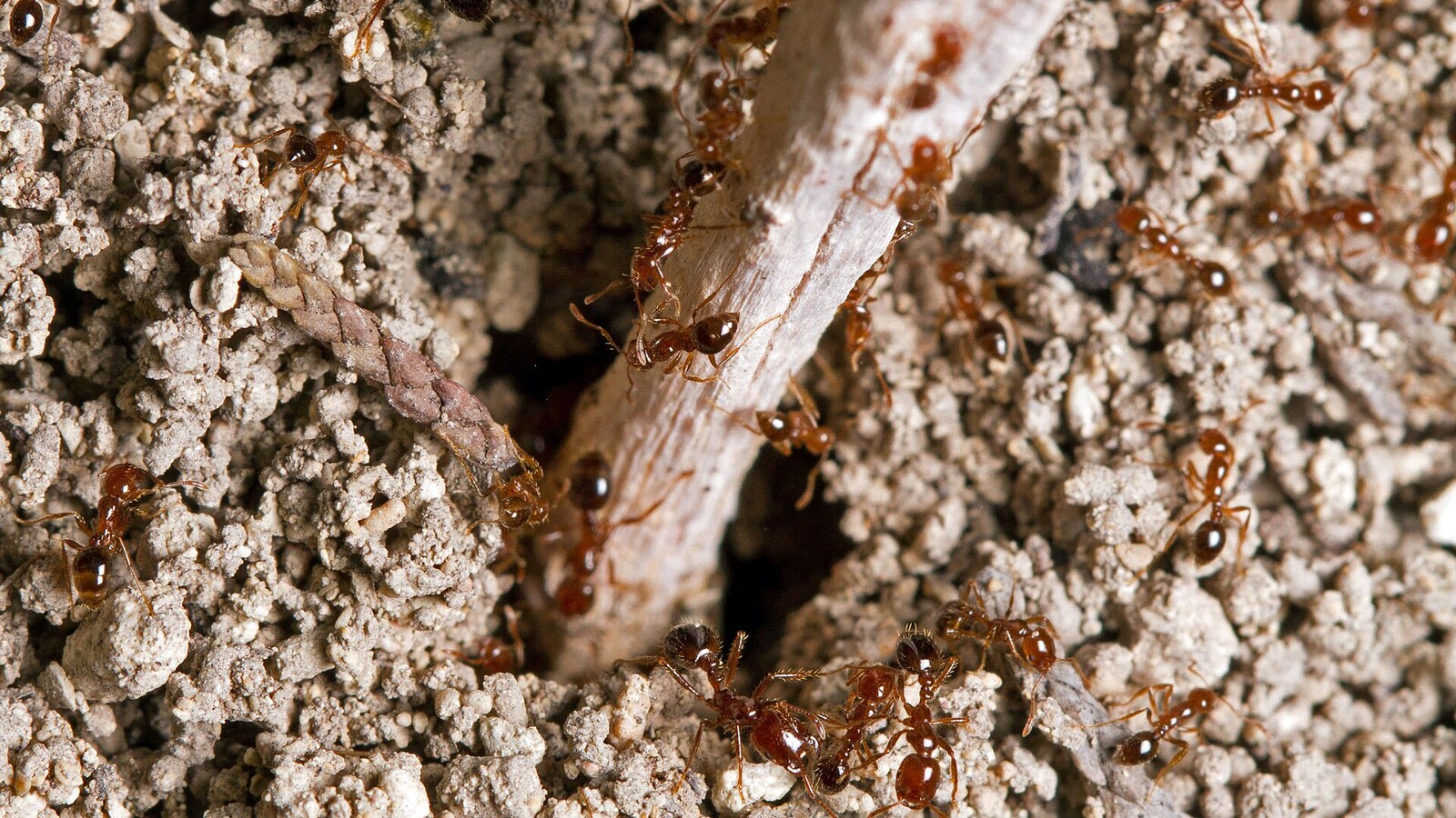 Red Imported Fire Ant in its typical habitat
