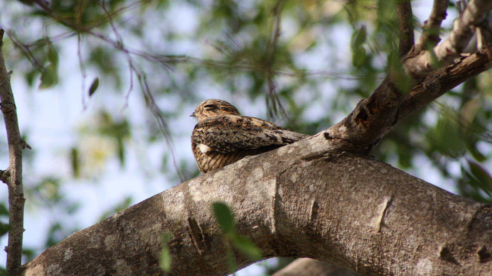 Antillean Nighthawk resting lengthwise on a broad tree branch