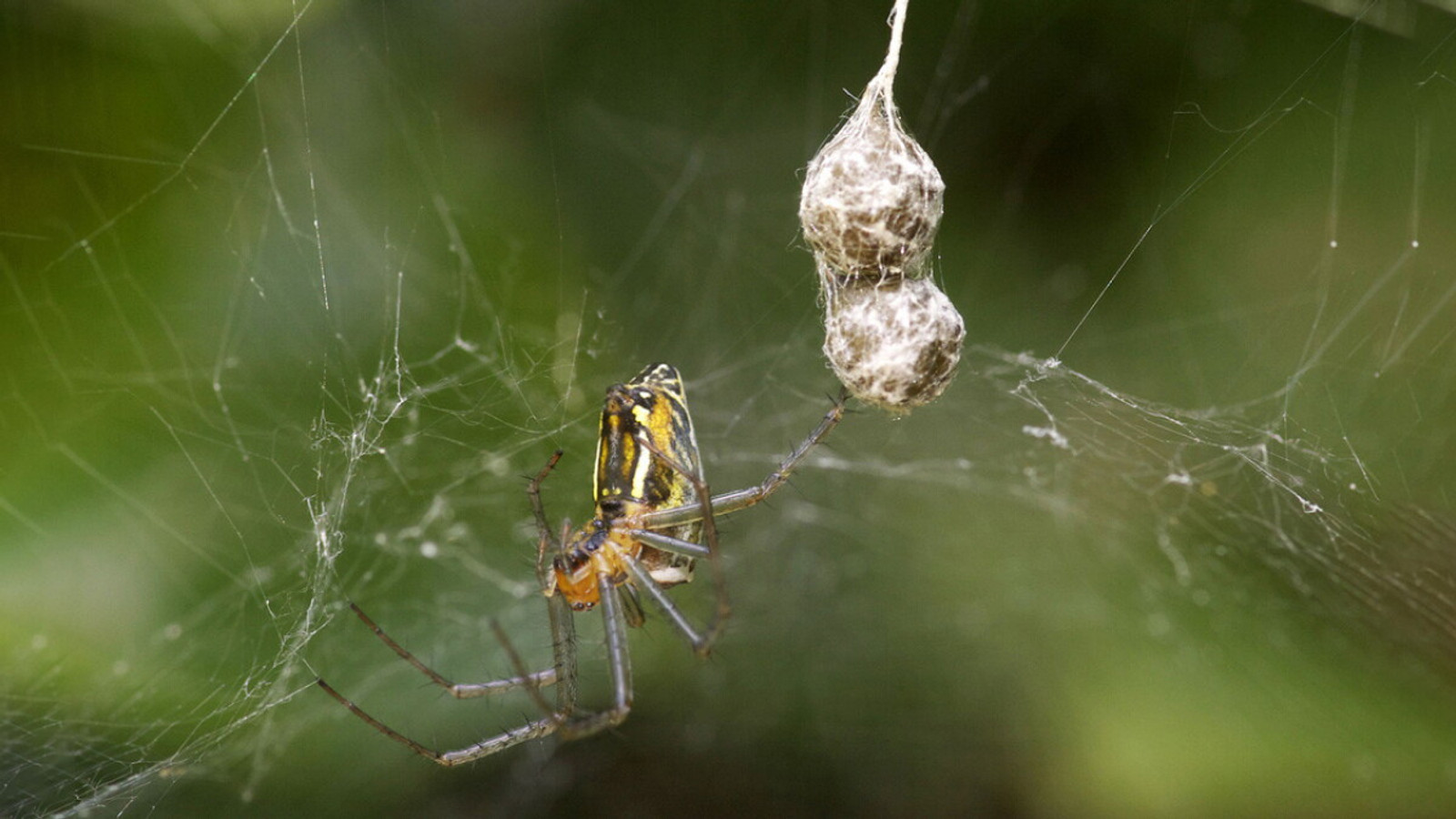 Basilica Orbweaver beside egg sacs in its web