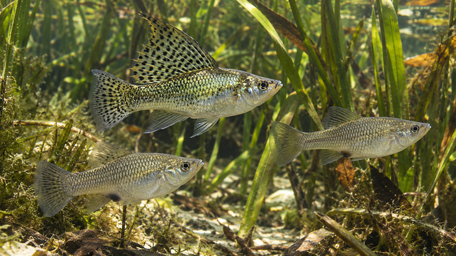 Male and female Sailfin Mollies swimming together above vegetation in a shallow Florida waterway