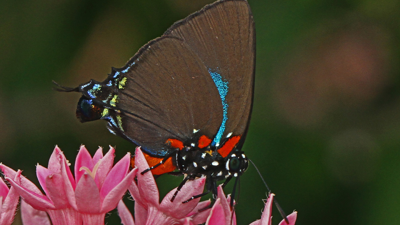Great purple hairstreak butterfly nectaring on pink flowers in Florida