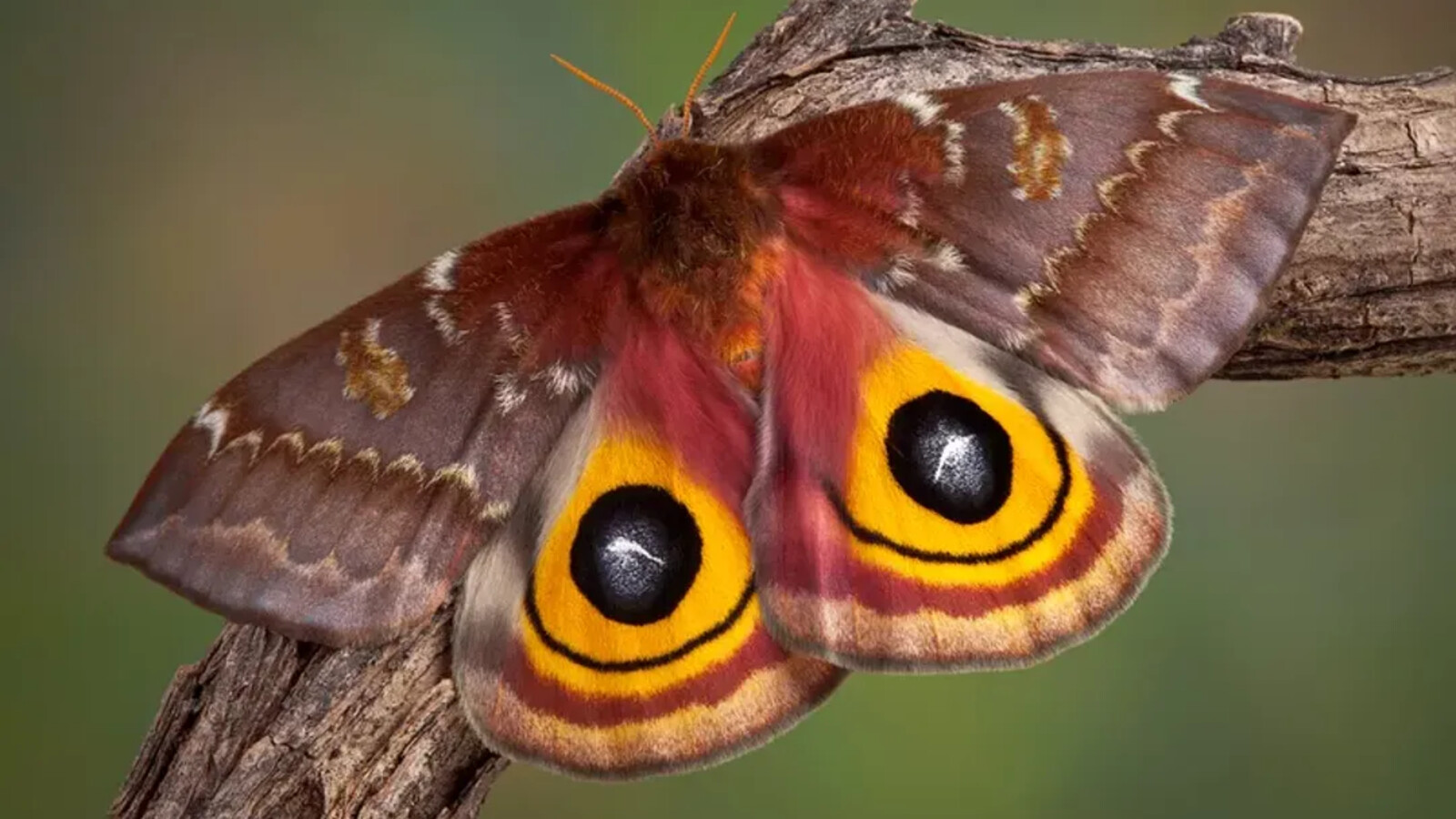 Insect