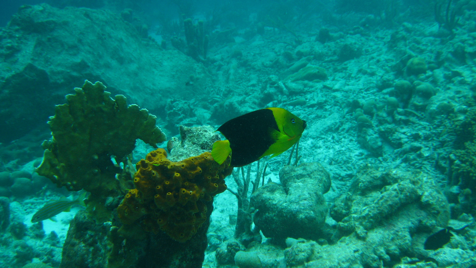Rock beauty angelfish swimming above sponges and rocky reef habitat