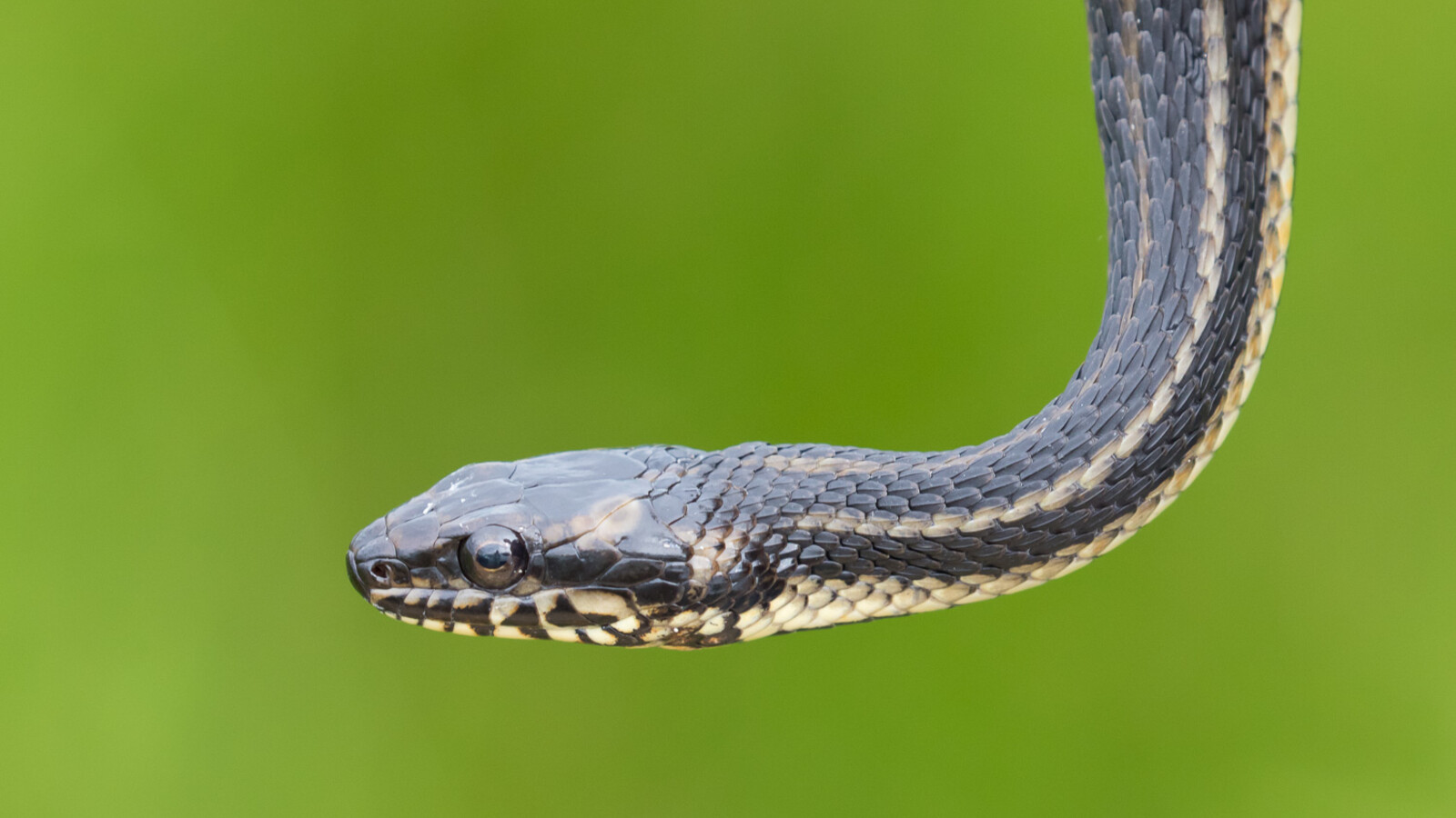 Close view of a Gulf Salt Marsh Snake showing striped scales