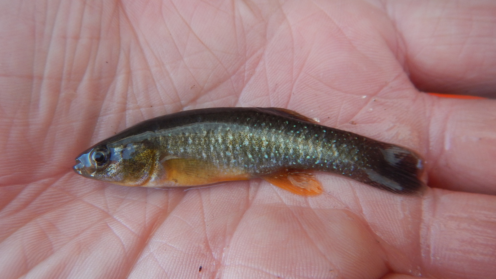 Detailed identification view of Gulf Killifish