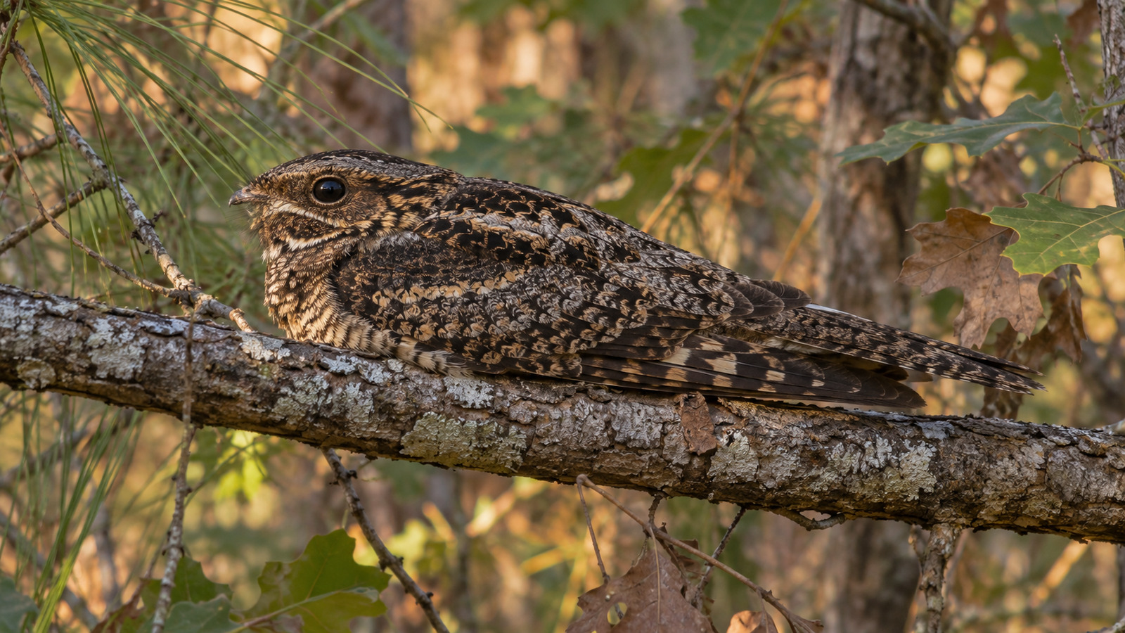 Chuck-Will's-Widow roosting lengthwise on a branch in a Florida pine-oak woodland