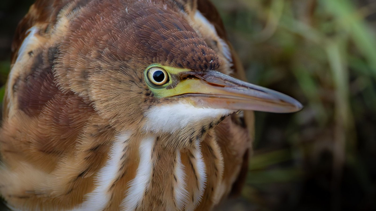 Least Bittern standing on emergent wetland vegetation