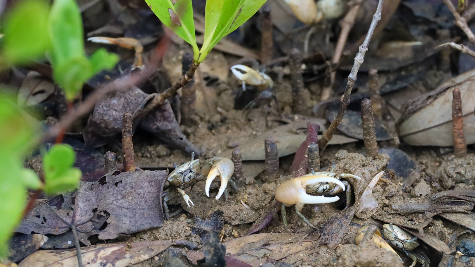 Detailed view of Mudflat Fiddler Crab