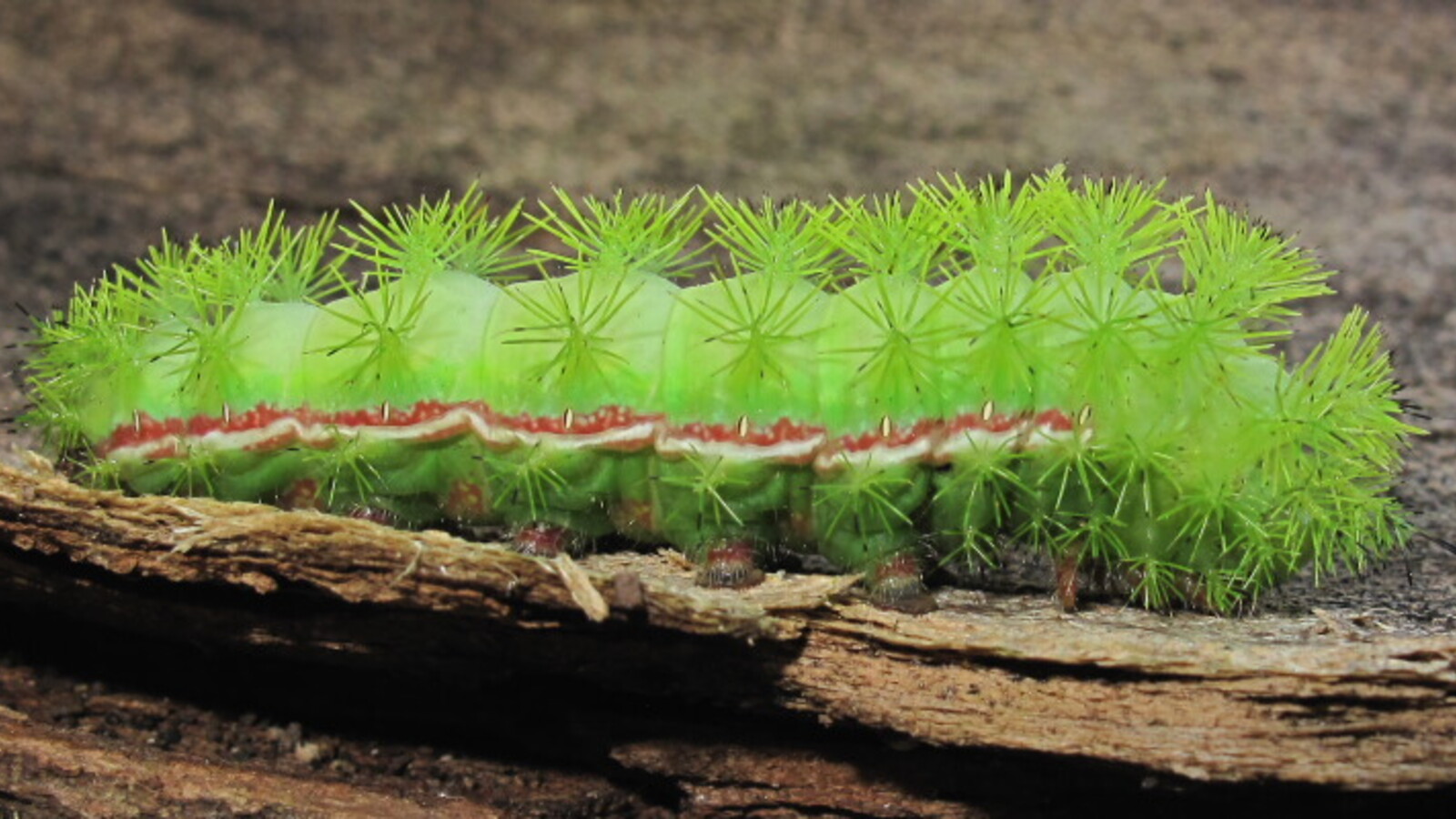 Green Io Moth caterpillar with stinging spines