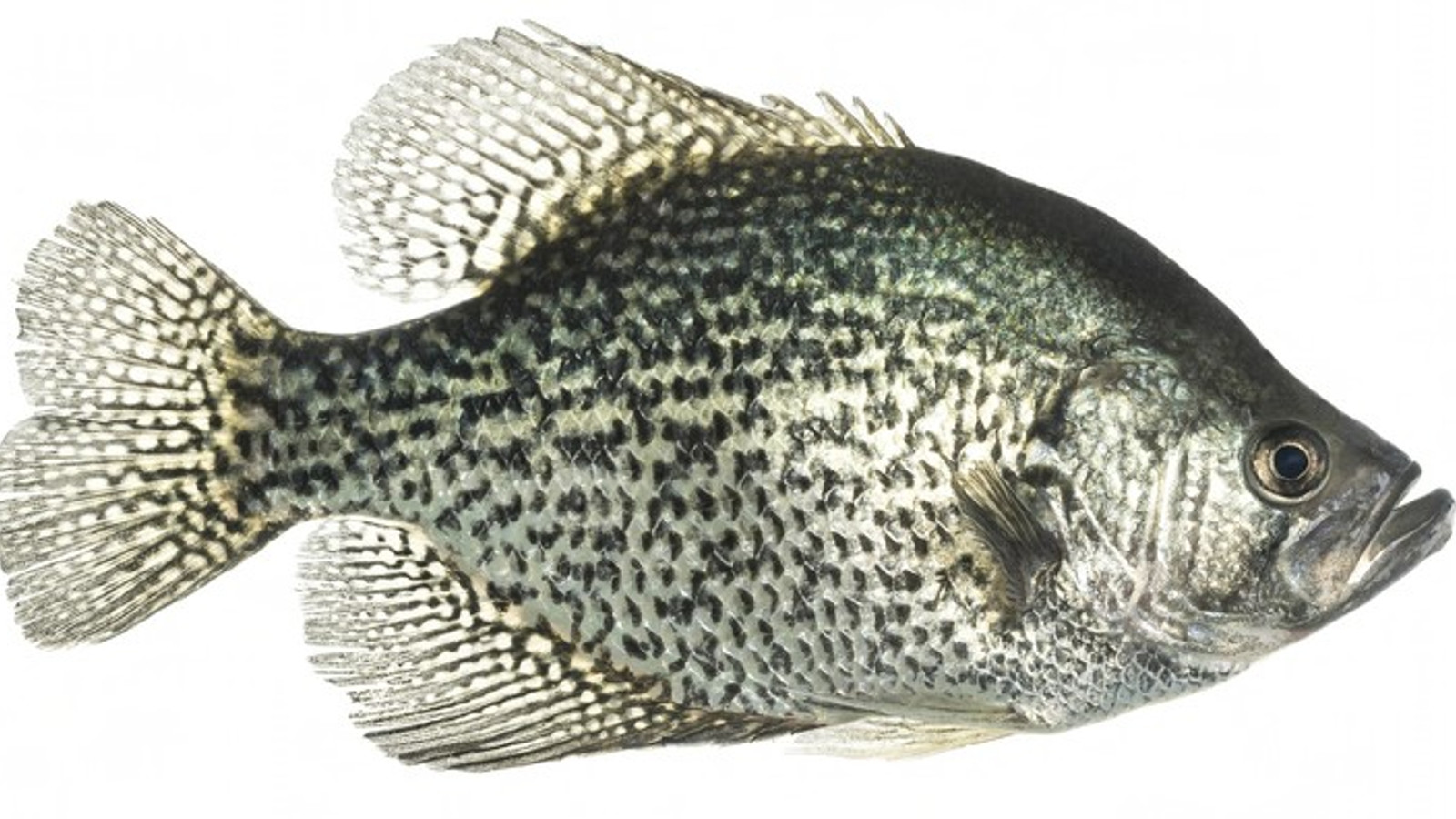 Detailed identification view of Black Crappie