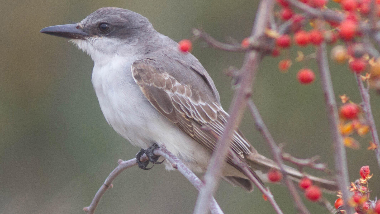 Gray Kingbird in characteristic Florida habitat