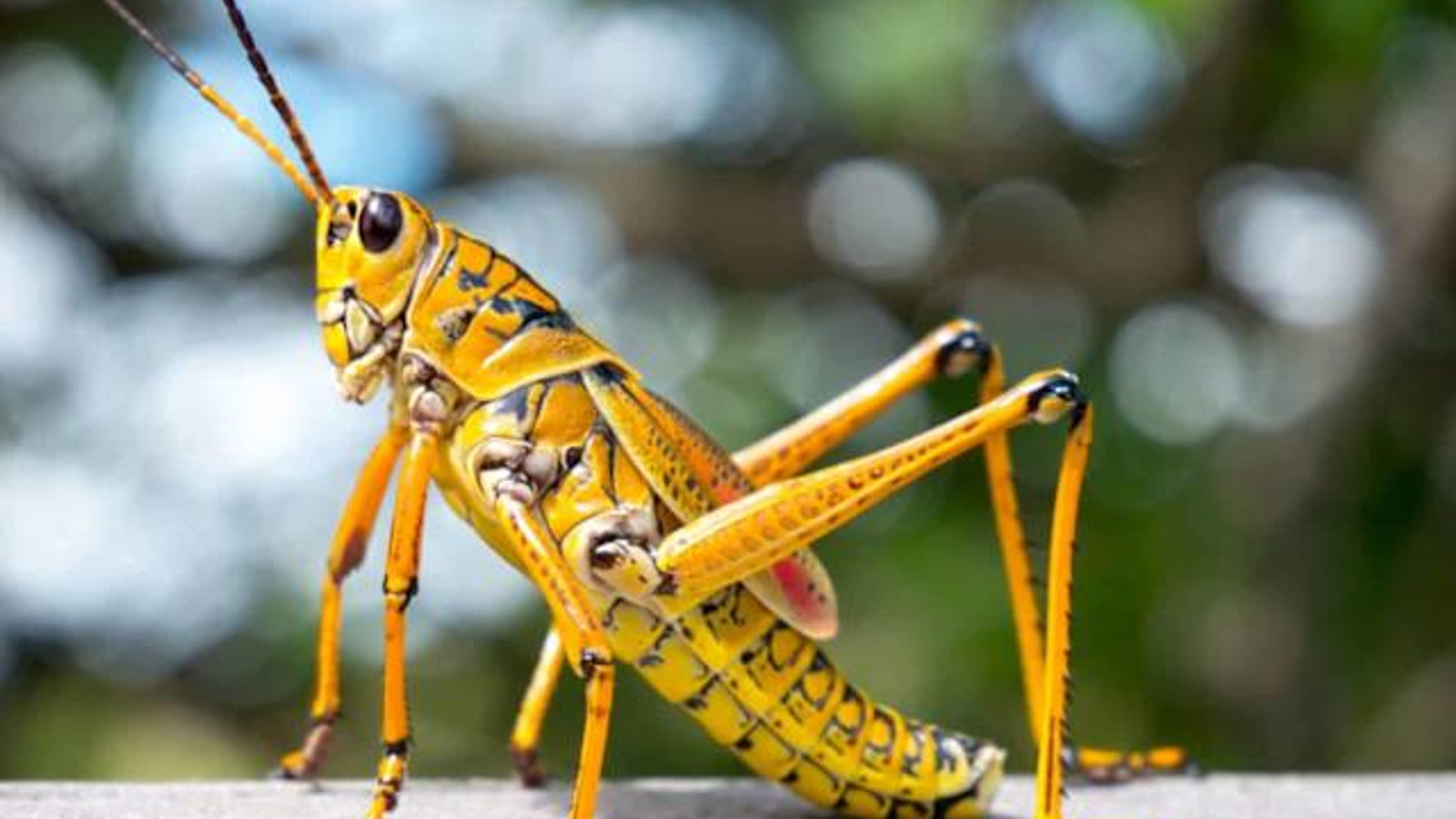 Detailed identification view of Southeastern Lubber Grasshopper