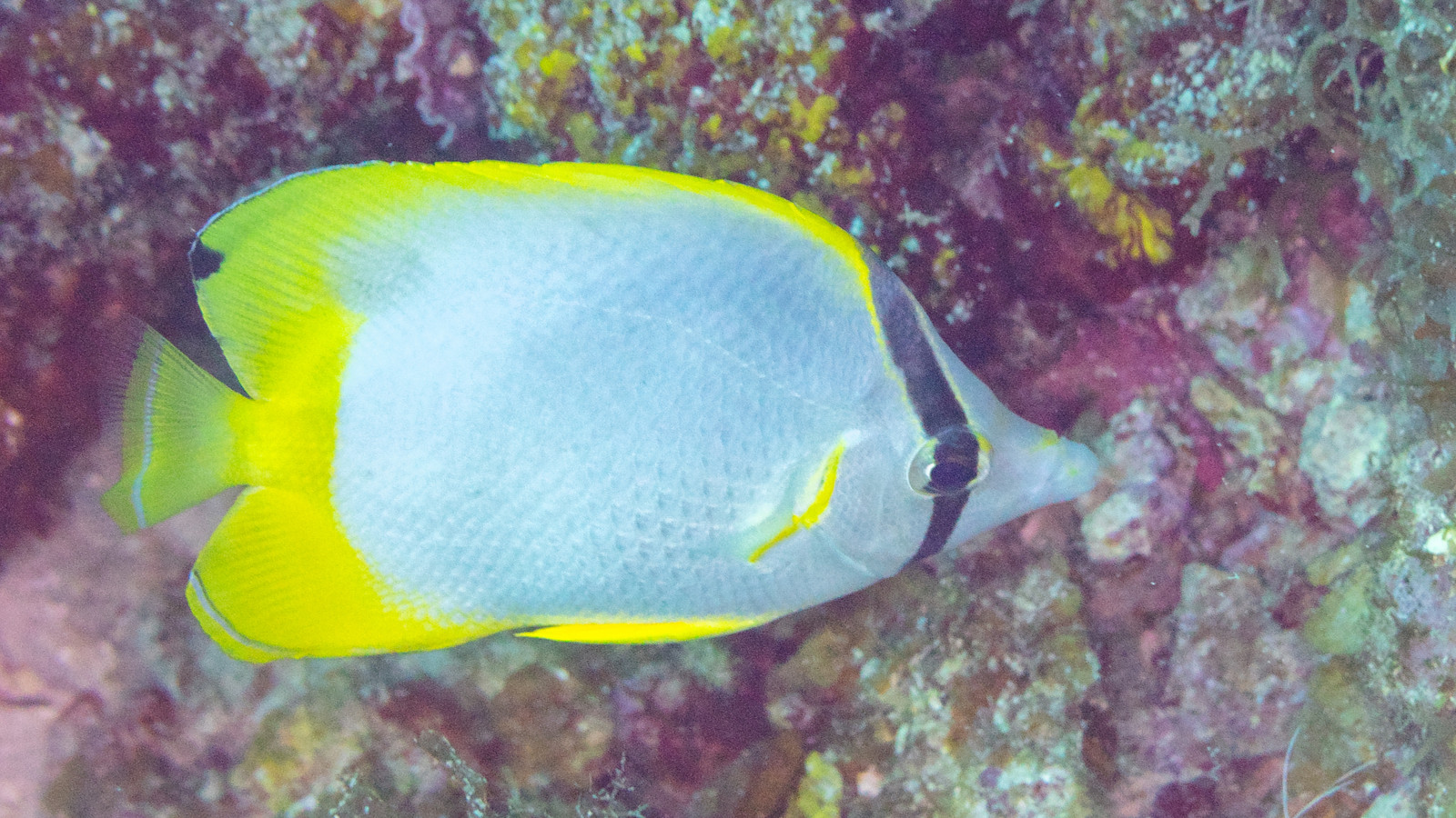 Spotfin butterflyfish swimming alongside an encrusted Caribbean reef wall