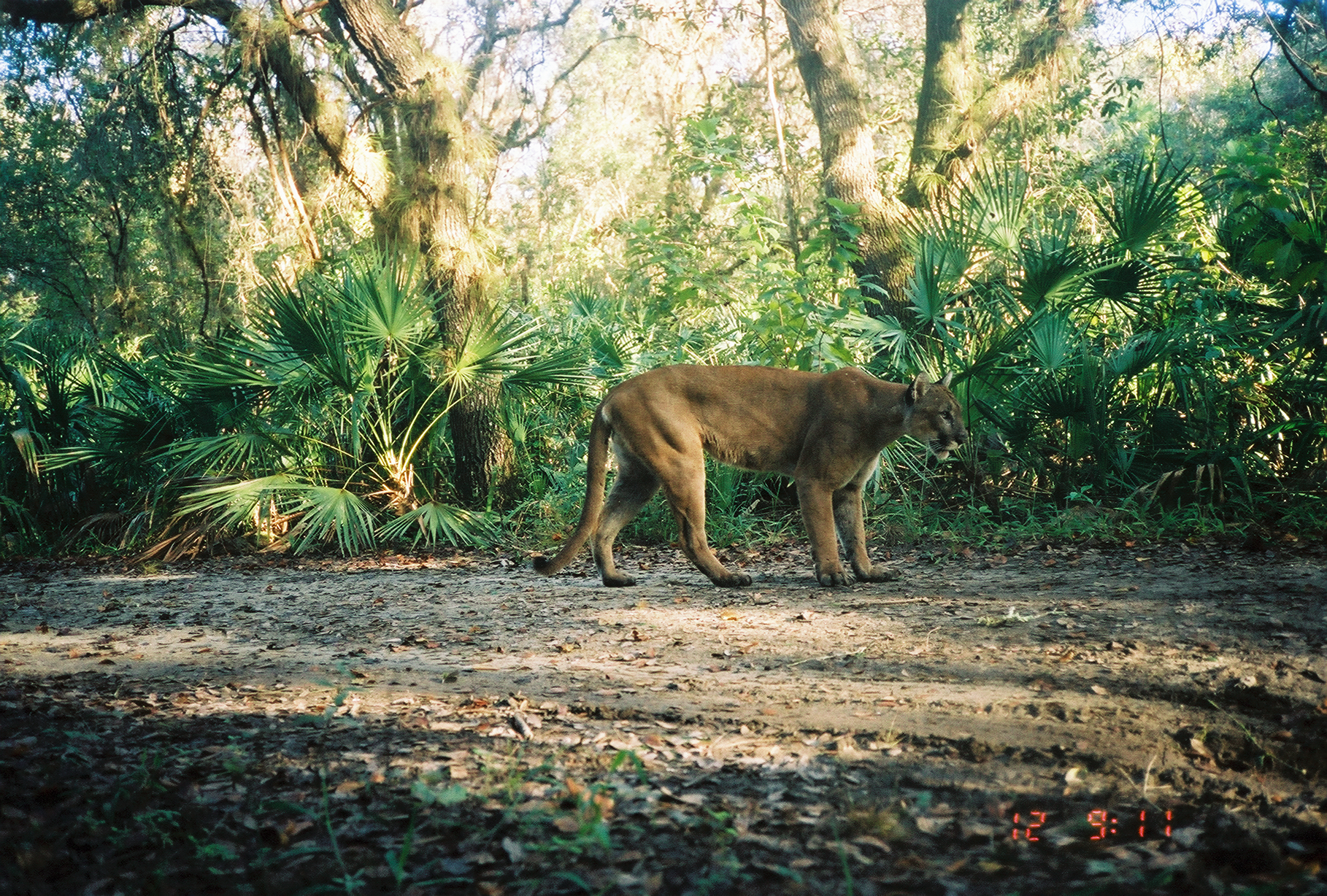 Adult male Florida panther in a wildlife refuge