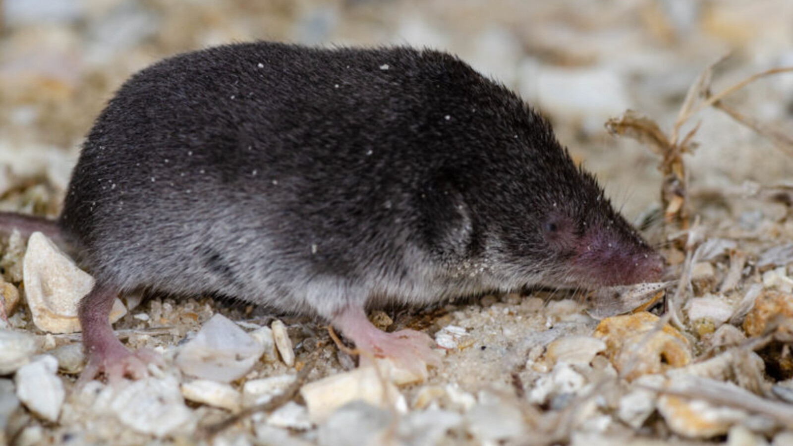 Mammal