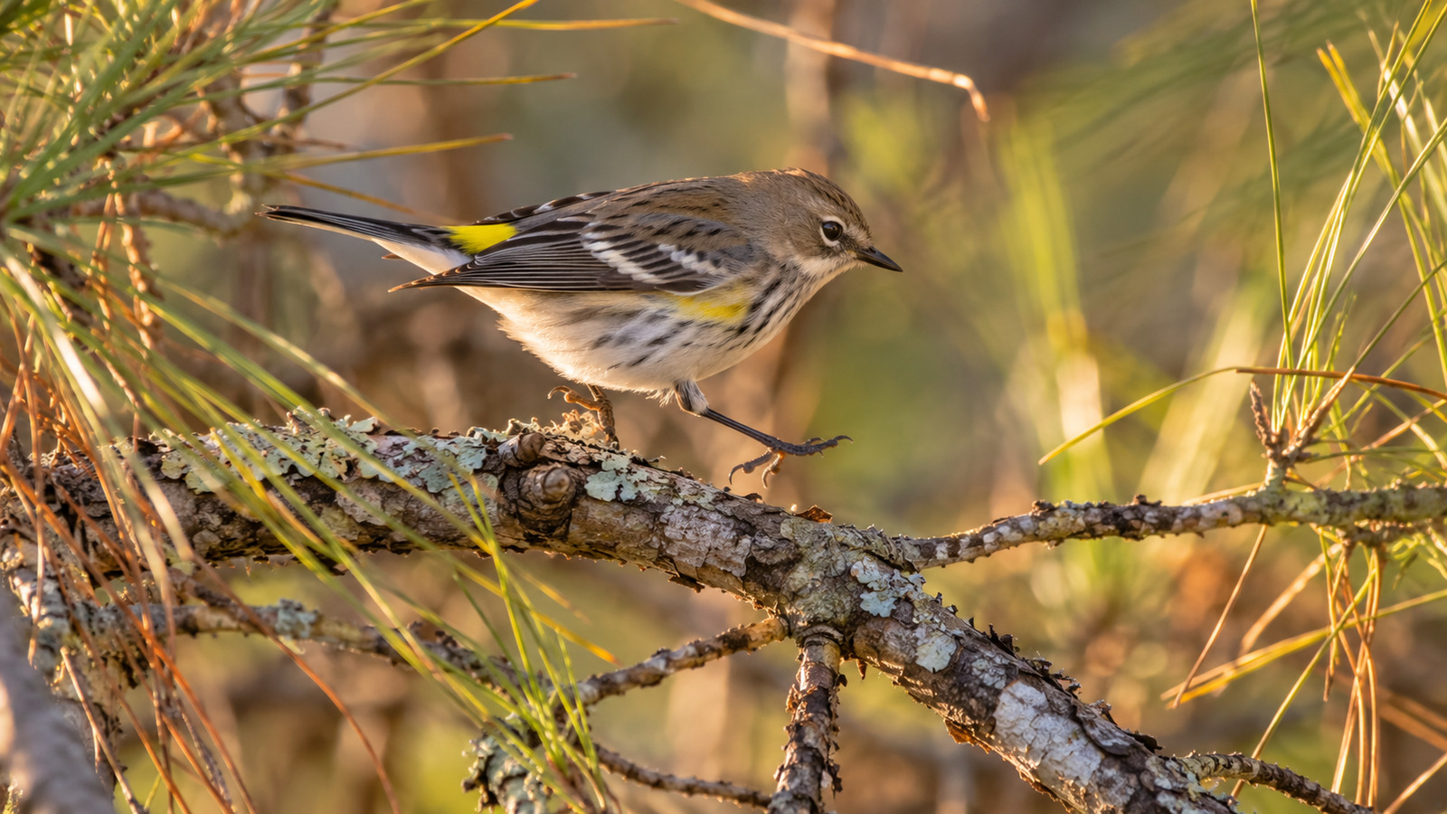 Winter Yellow-Rumped Warbler foraging in a Florida pine woodland with yellow rump visible