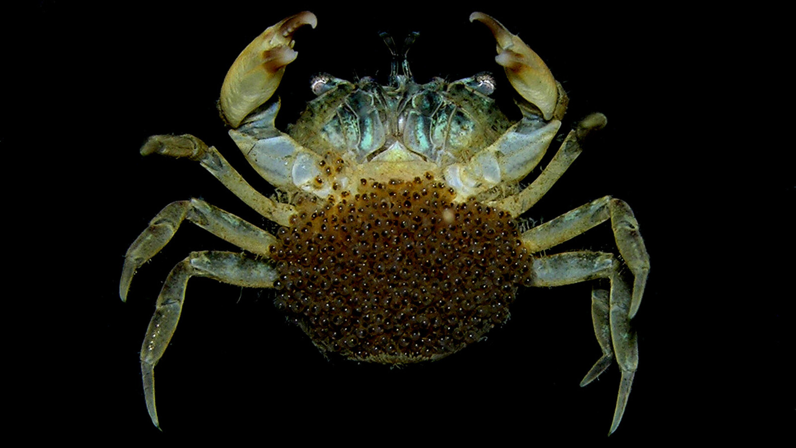 Female Harris Mud Crab carrying eggs