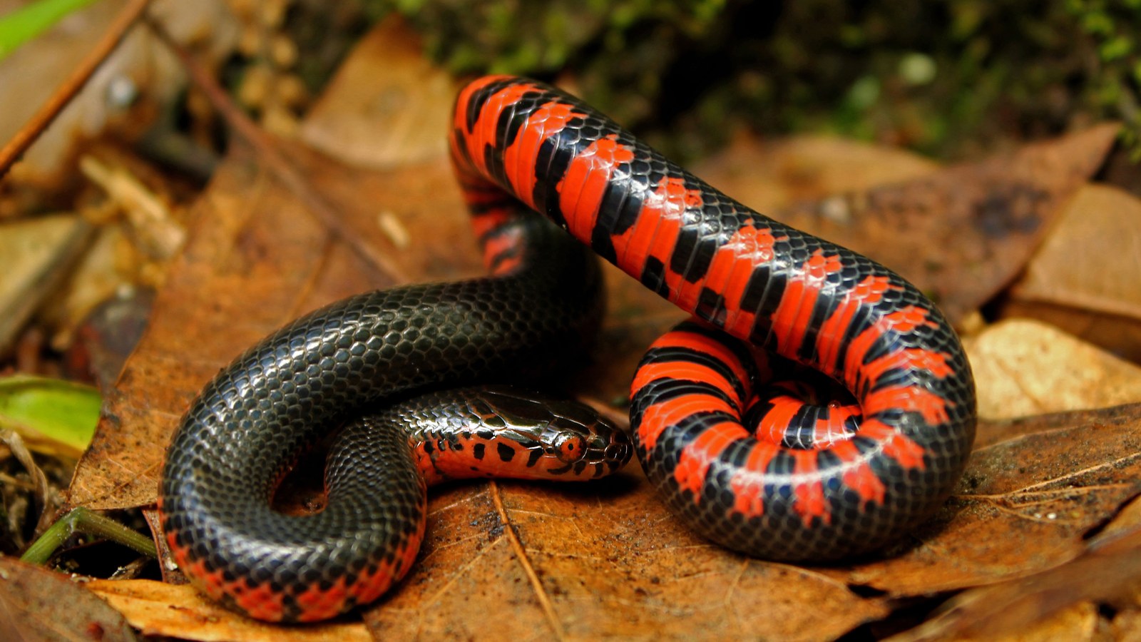 Reptile