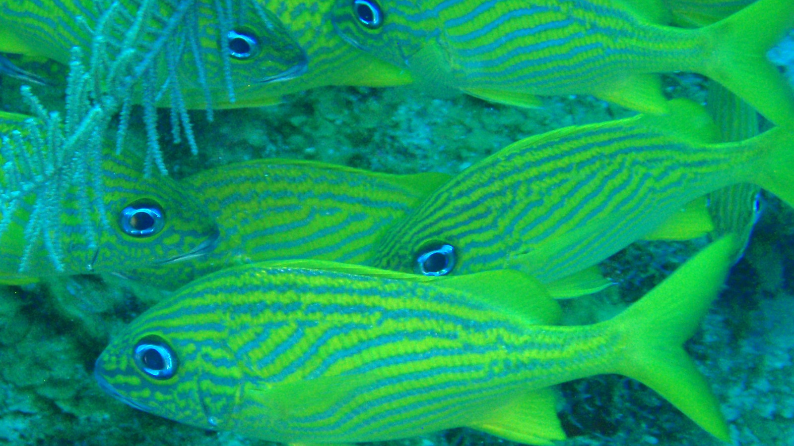 Close view of French grunts showing yellow stripes and blue-toned reef water