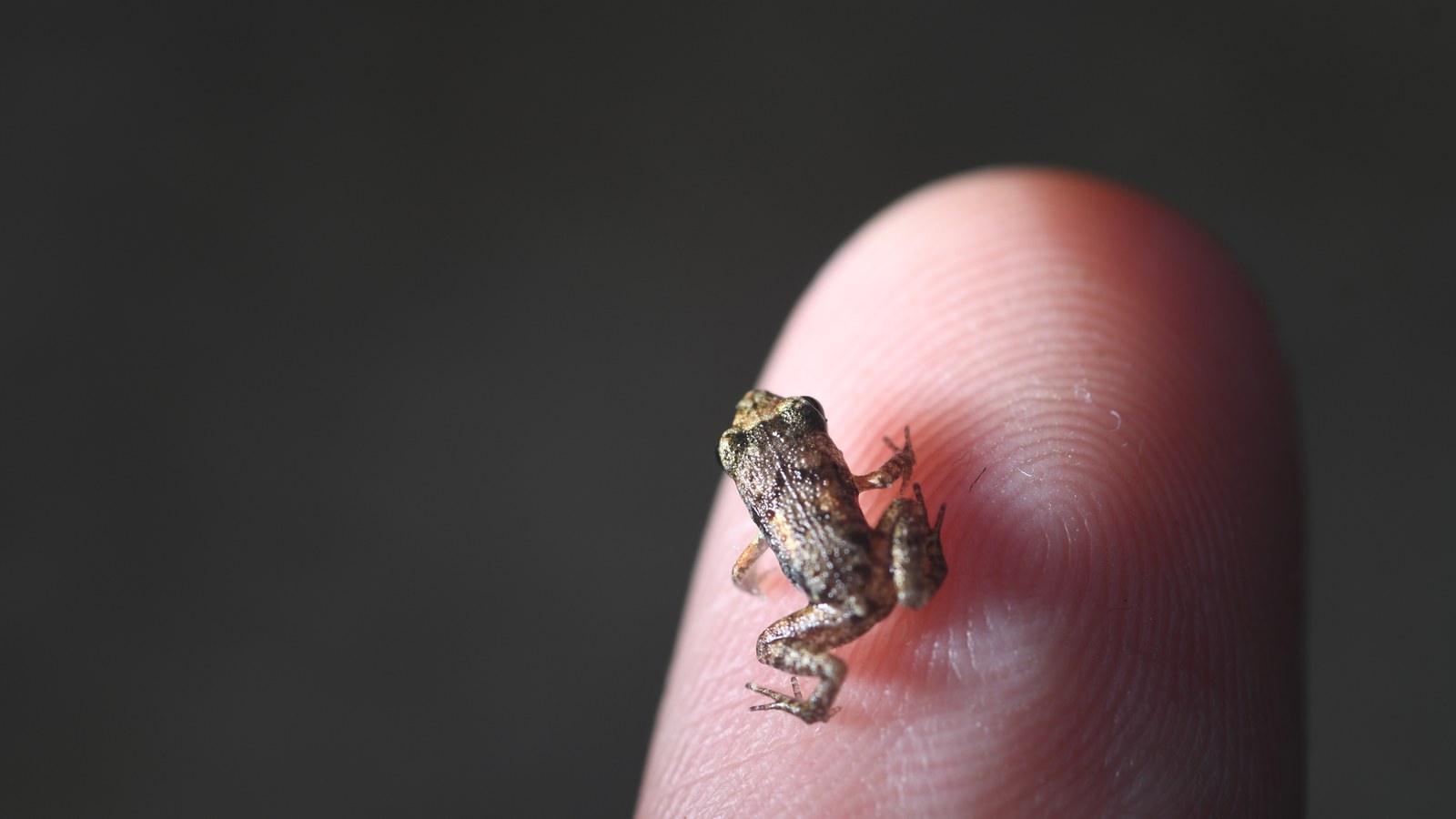 Greenhouse frog showing mottled brown pattern