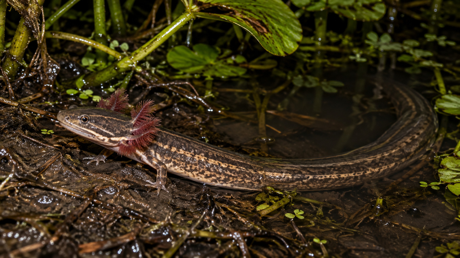 Northern Dwarf Siren resting over leaf litter in a shallow Florida marsh pool