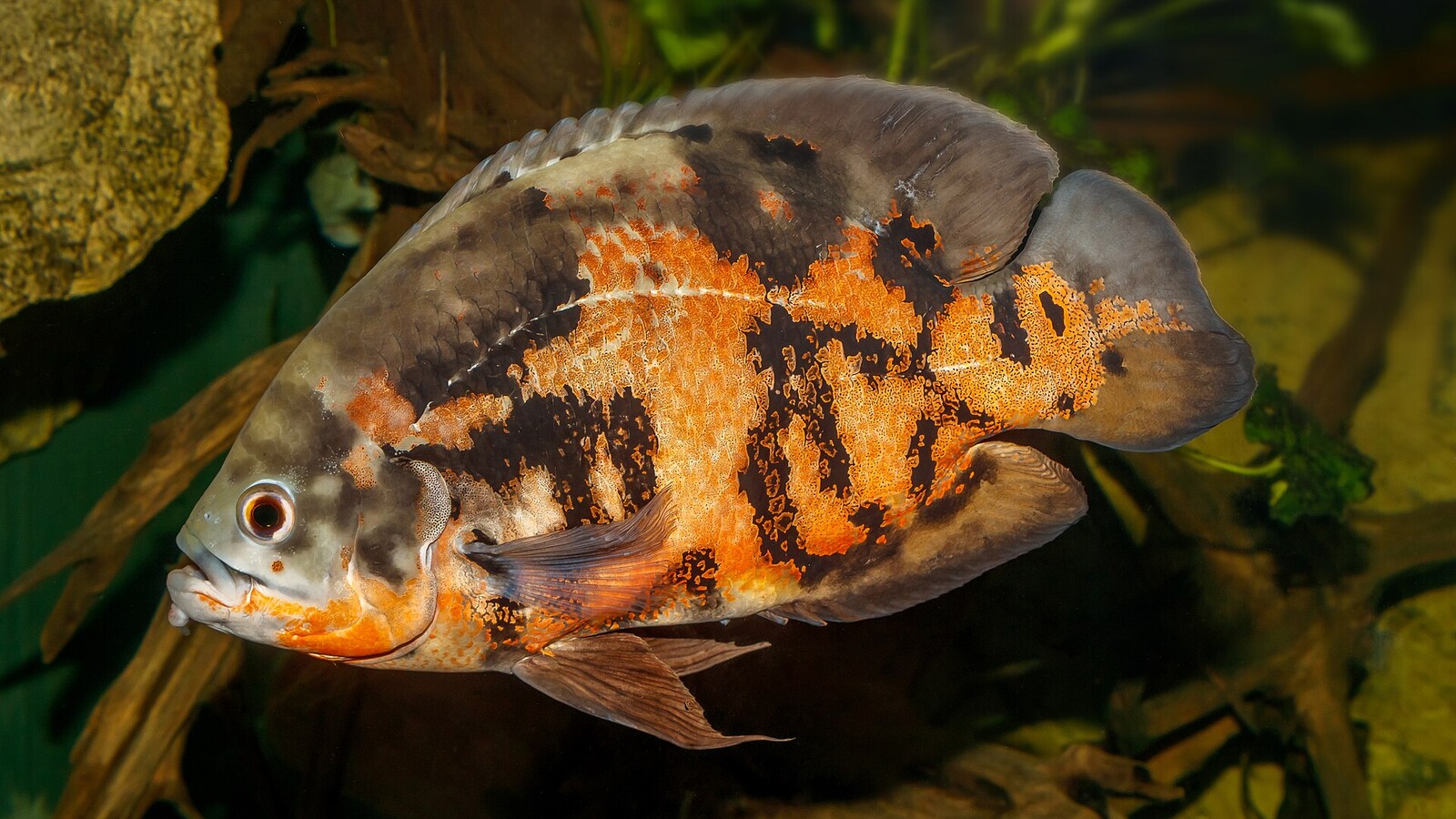 Fish